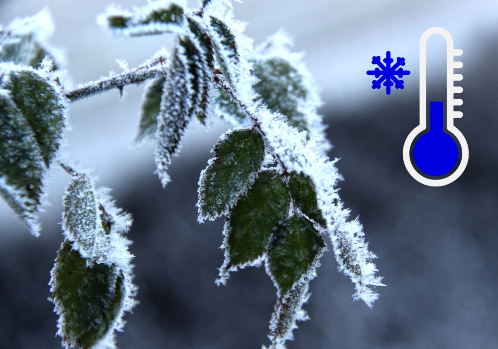 Classification plantes jardinerie